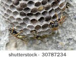 Wasp Nest Removal Hertfordshire 374217 Image 4